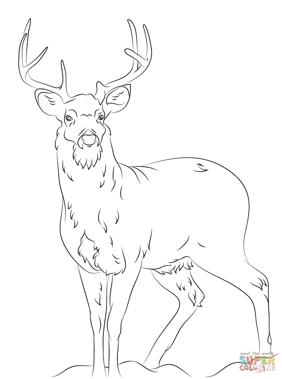 916x1228 White Tail Deer Coloring Page Free Printable Pages Beauteous Sheet