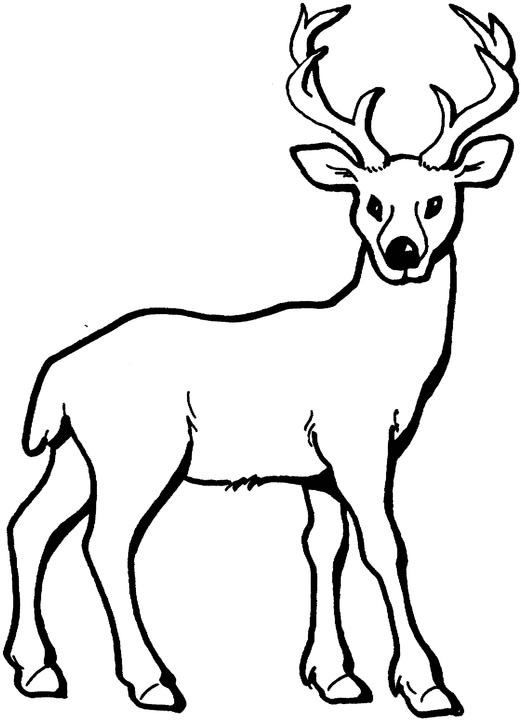 521x720 Deer Coloring Page, Add Pipe Cleaner Antlers! Recipes Amp Party