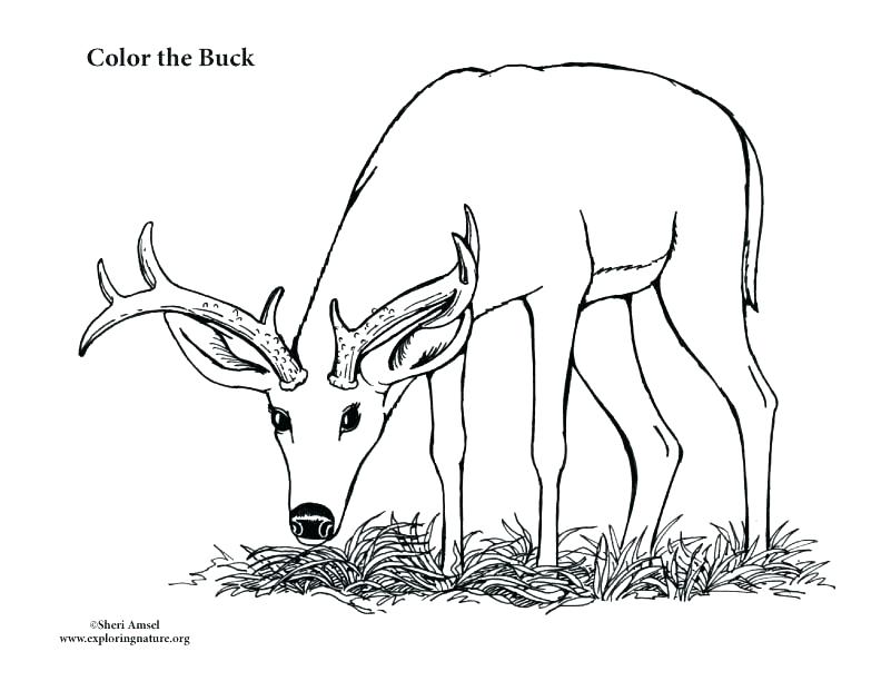 792x612 Deer Hunting Coloring Pages