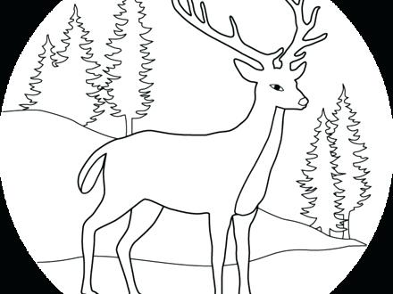 440x330 Baby Deer Coloring Page Free Deer Coloring Pages Baby Deer