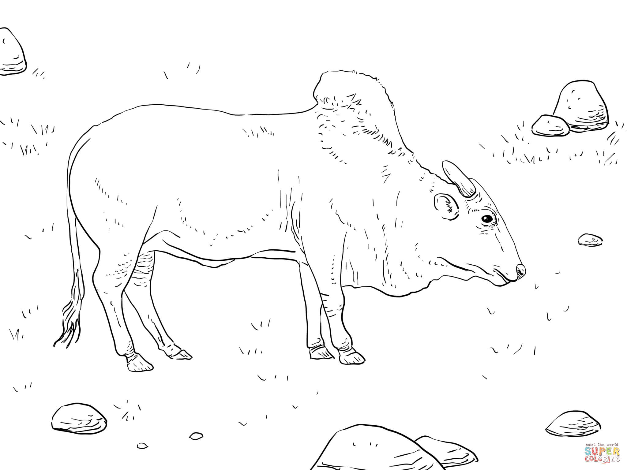 Growth Bucking Bull Coloring Pages Brahma Page 2048x1536 Growth Bucking Bull Coloring Pages Brahma Page