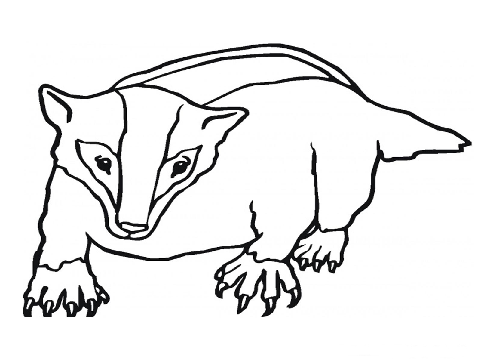 1600x1200 Badger Coloring Page