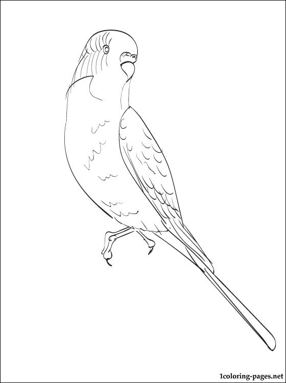 Budgie Coloring Page Coloring Pages 560x750 Budgie Coloring Page Coloring Pages