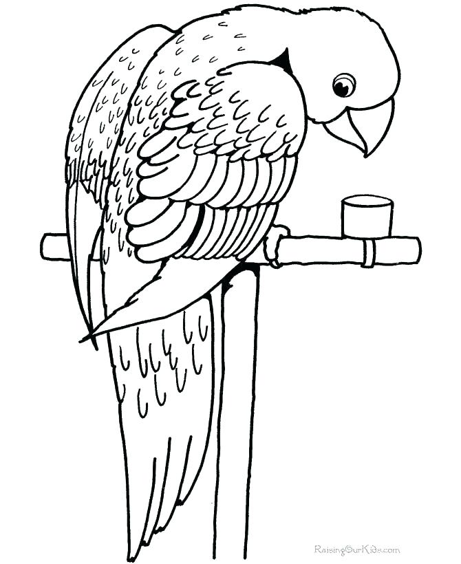 Macaw Coloring Page Ing Mcw Nd Mcw Ing S Flying Macaw Coloring 670x820 Macaw Coloring Page Ing Mcw Nd Mcw Ing S Flying Macaw Coloring