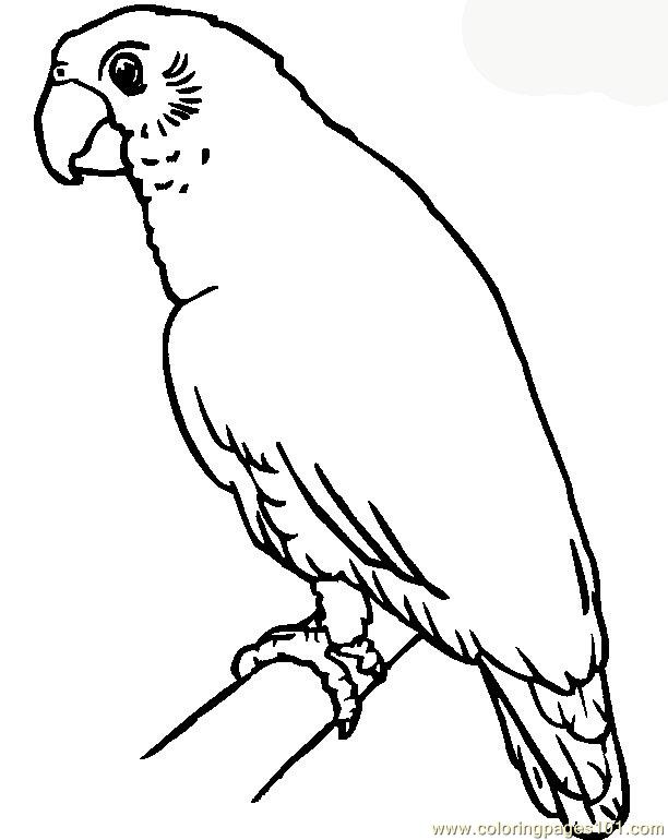 Parrot Coloring Page 612x770 Parrot Coloring Page