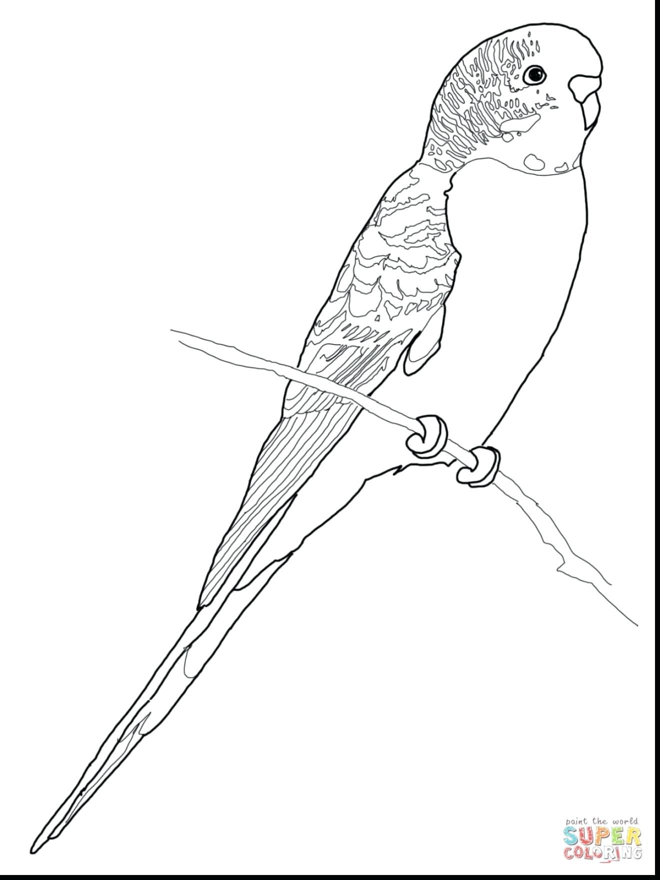 Unsurpassed Parakeet Coloring Pages Just Arrived Budgie Parrot 1320x1760 Unsurpassed Parakeet Coloring Pages Just Arrived Budgie Parrot