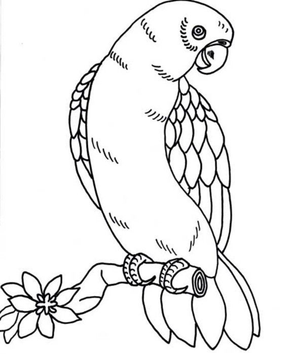 Bird Coloring Page Parrot Repujado ( Aves ) Bird 580x698 Bird Coloring Page Parrot Repujado ( Aves ) Bird