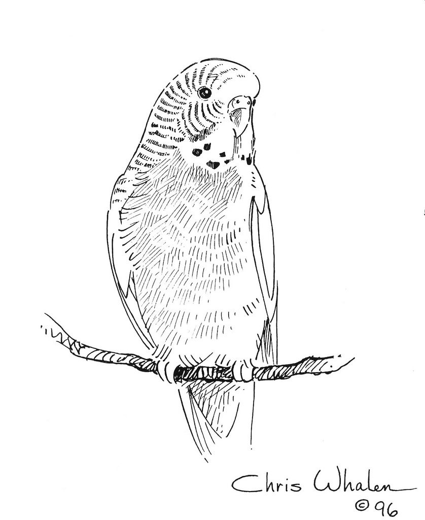 838x1024 Budgie Coloring Pages Illustration Budgie Birds Coloring