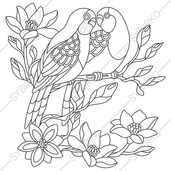 Budgie Parakeet Parrots Adult Coloring Book Page. Zentangle 570x570 Budgie Parakeet Parrots Adult Coloring Book Page. Zentangle