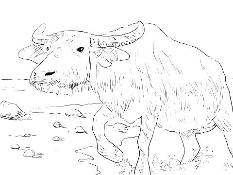 480x360 Buffalo Coloring Page Animal Coloring Page Water Buffalo And Tiger
