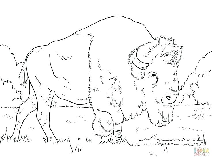 736x552 Buffalo Coloring Pages Buffalo Coloring Book Buffalo And Bison