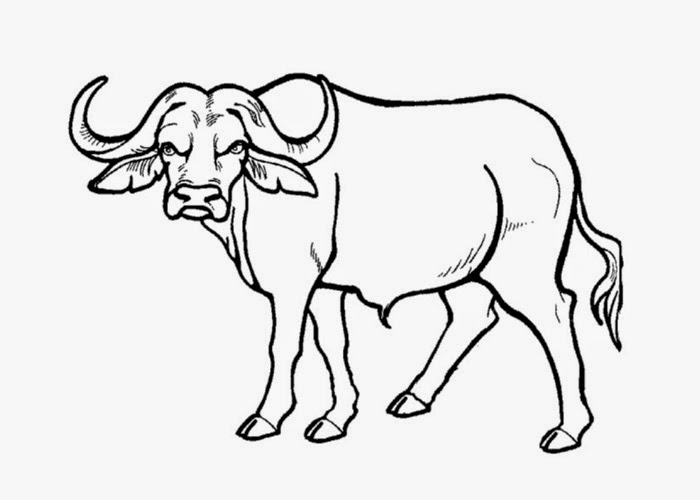 Buffalo Coloring Page Free Coloring Pages And Coloring Books 700x500 Buffalo Coloring Page Free Coloring Pages And Coloring Books
