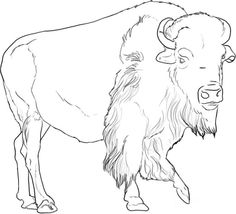 Click To See Printable Version Of American Buffalo (Bison 236x214 Click To See Printable Version Of American Buffalo (Bison