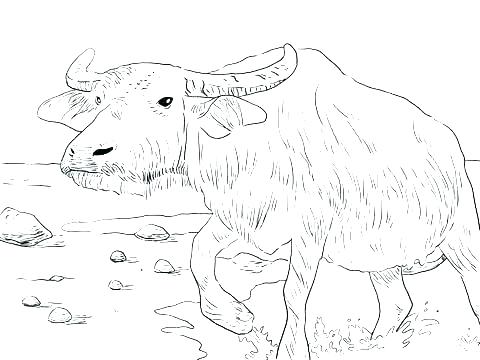 Ox Coloring Page Buffalo Coloring Pages Buffalo Coloring Page 480x360 Ox Coloring Page Buffalo Coloring Pages Buffalo Coloring Page
