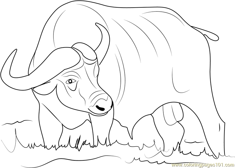 Asiatic Buffalo Coloring Page 800x573 Asiatic Buffalo Coloring Page