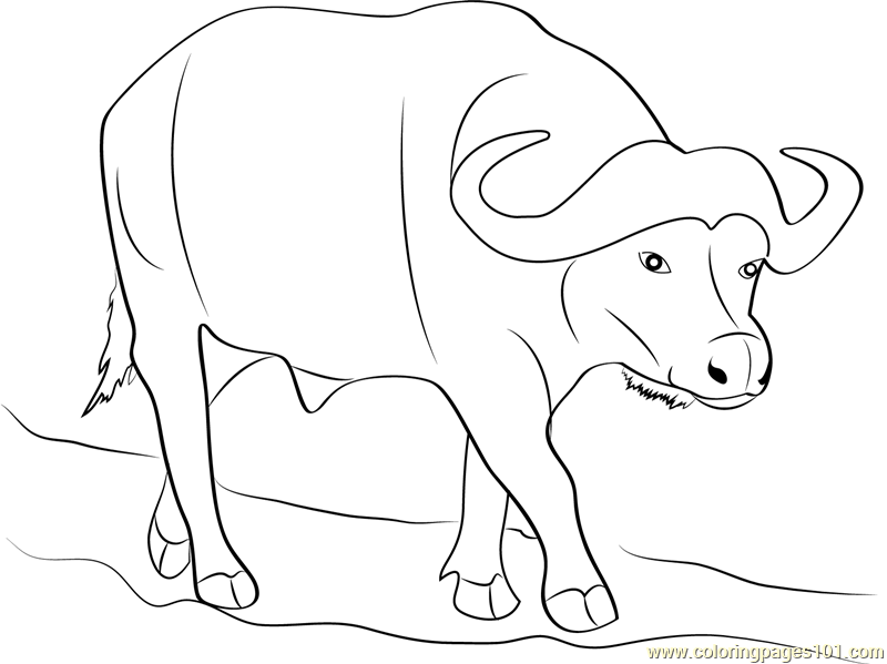 Wild Buffalo Coloring Page 800x599 Wild Buffalo Coloring Page