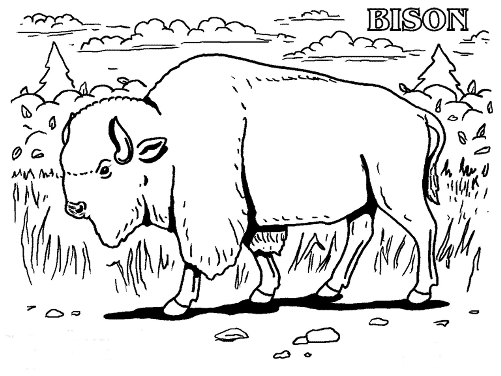 Bison Coloring Pages 1600x1200 Bison Coloring Pages