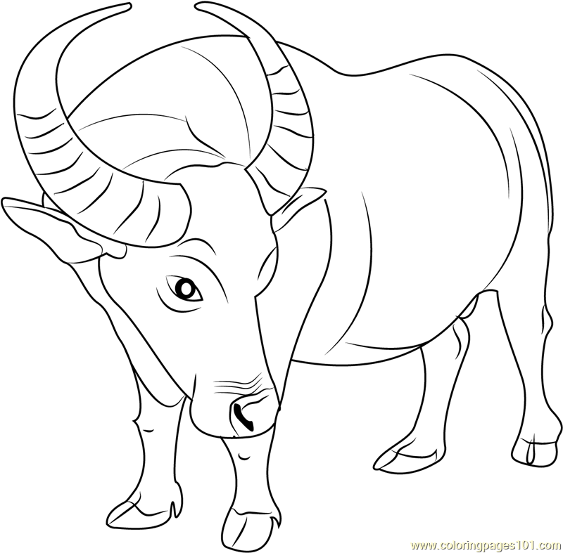 800x787 Buffalo Coloring Page