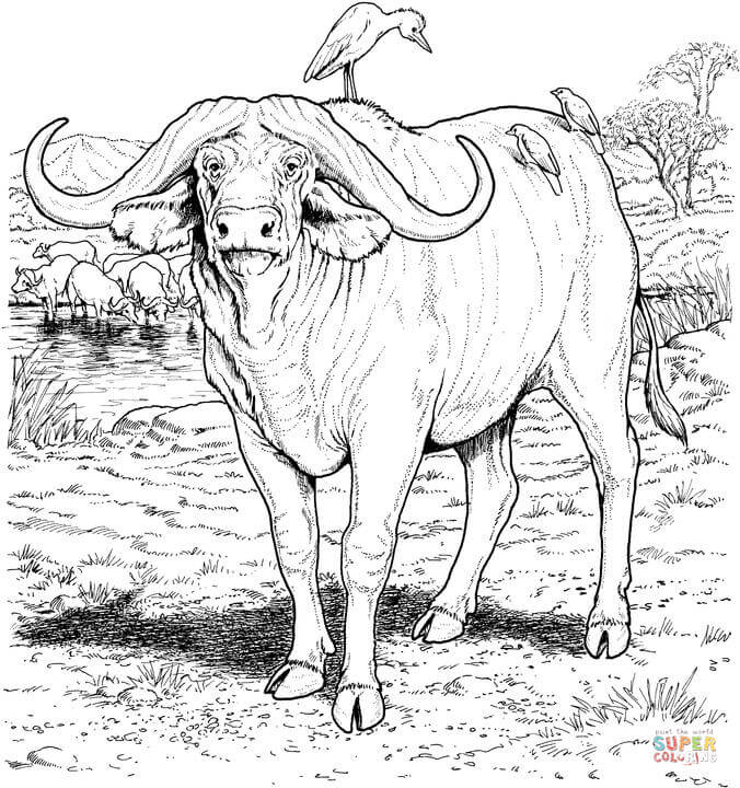 676x720 Unusual Design Ideas Buffalo Coloring Pages Printable 10 Page Jpg