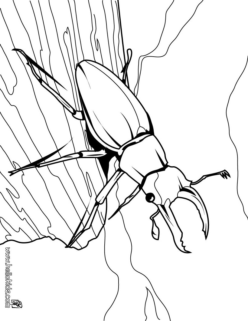 Insect Coloring Pages 820x1060 Insect Coloring Pages