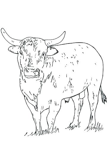 368x500 Chicago Bulls Coloring Pages Bulls Coloring Pages Bull Page Logo