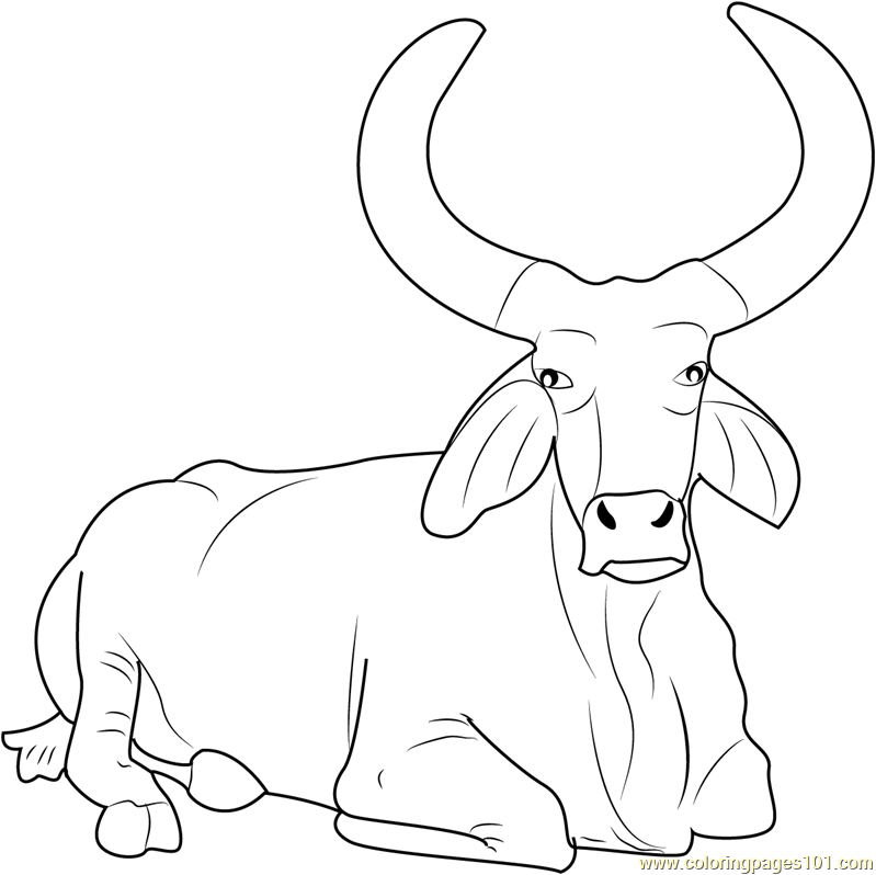 Bull Coloring Pages 799x798 Bull Coloring Pages