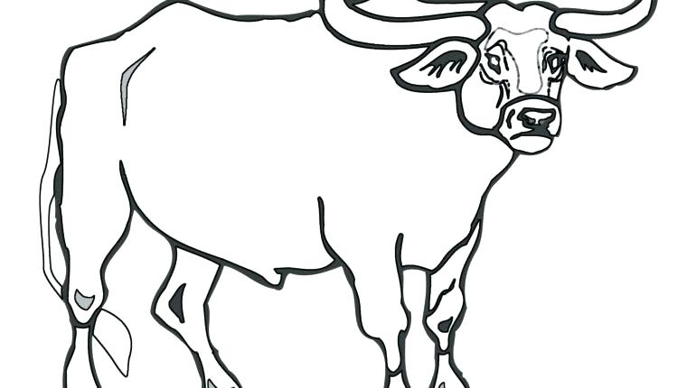 Bull Coloring Pages Bucking Bull Coloring Pages 770x430 Bull Coloring Pages Bucking Bull Coloring Pages
