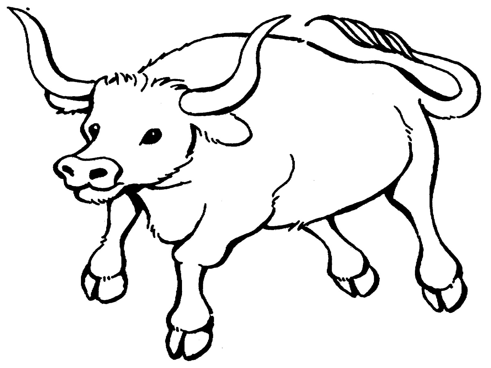 Bull Printable Coloring Pages 1600x1200 Bull Printable Coloring Pages