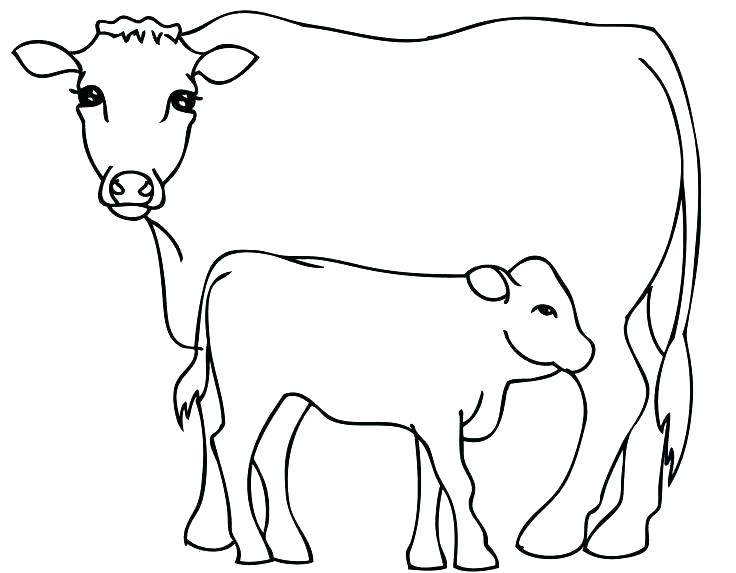 Coloring Pages Cow Bull Coloring Page Coloring Pictures Of Cows 736x573 Coloring Pages Cow Bull Coloring Page Coloring Pictures Of Cows