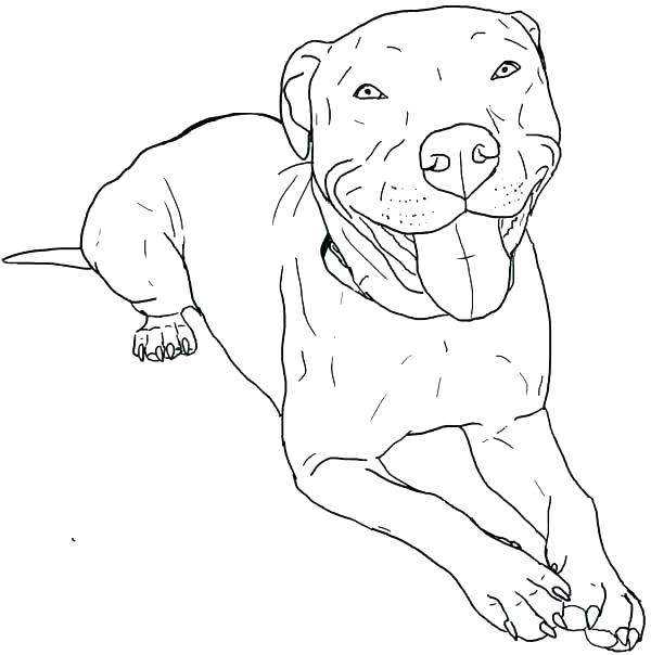 Pit Bull Coloring Pages Coloring Pages Pitbull Coloring Pages 600x604 Pit Bull Coloring Pages Coloring Pages Pitbull Coloring Pages