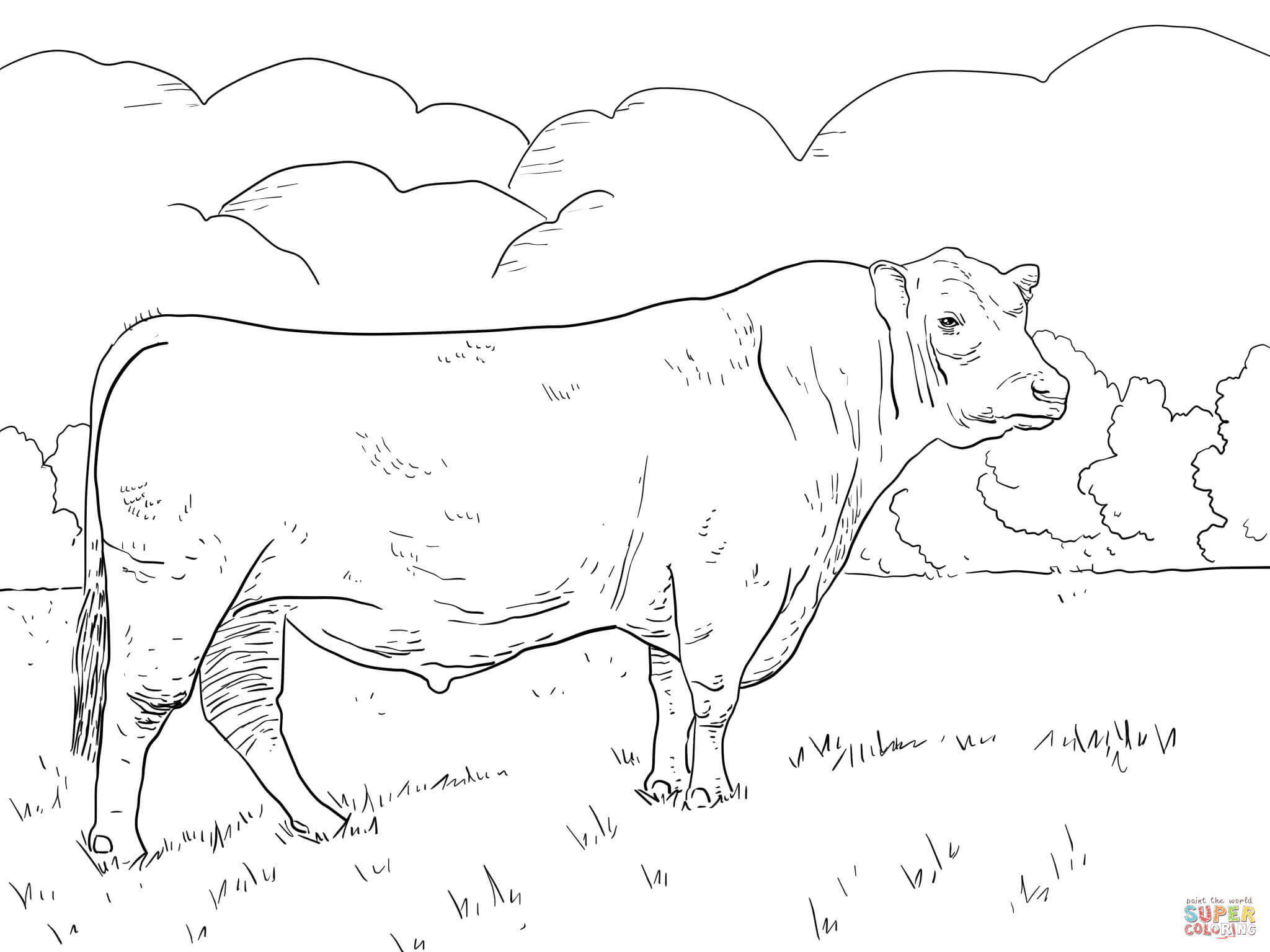 Angus Bull Coloring Page 2048x1536 Angus Bull Coloring Page