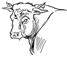Bull Coloring Pages 316 Color Horsesrodeo! Free 236x201 Bull Coloring Pages 316 Color Horsesrodeo! Free