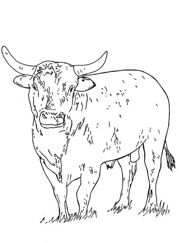 Bucking Bull Coloring Pages 368x500 Bucking Bull Coloring Pages