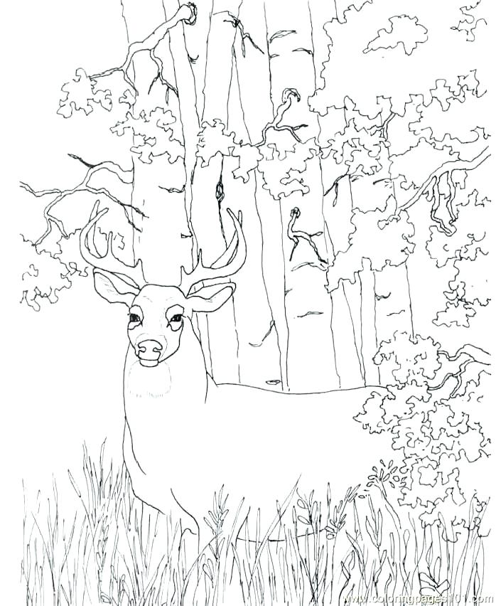 698x852 Elk Coloring Page Elk Coloring Pictures Hunting Coloring Pages