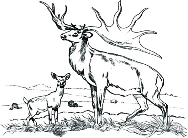 600x442 Elk Head Hand Embroidery Google Search Elk Head Hand Embroidery