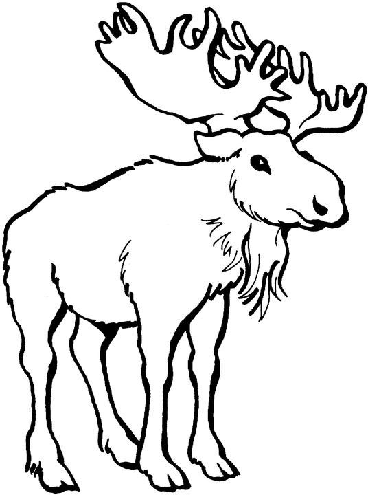 536x720 Tribal Bull Elk Coloring Pages Moose Clip Art Black And White
