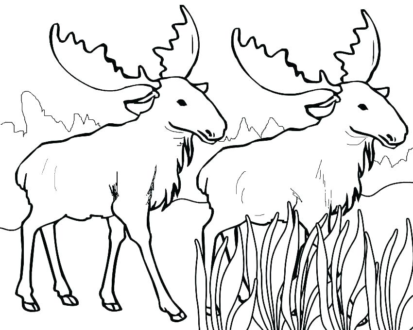 850x680 Elk Coloring Page