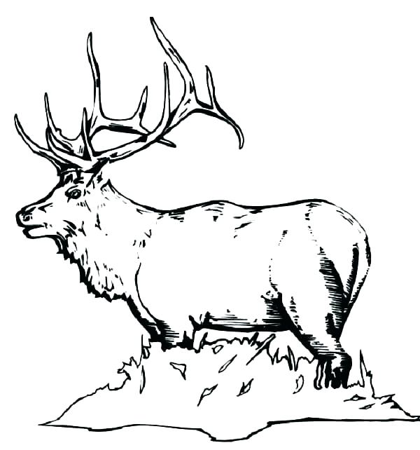 600x642 Bull Coloring Page Bull Coloring Page Chicago Bulls Basketball