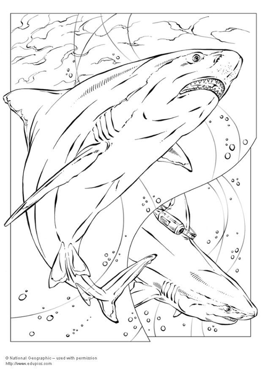 531x750 Coloring Page Bull Shark