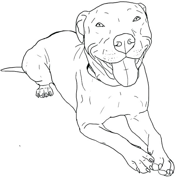 600x604 Bull Coloring Page Bull Coloring Page Bull Coloring Page Bull
