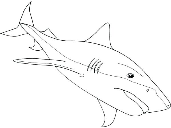 600x450 Shark Color Page Bull Shark Labeled 2 Tiger Shark Coloring Pages