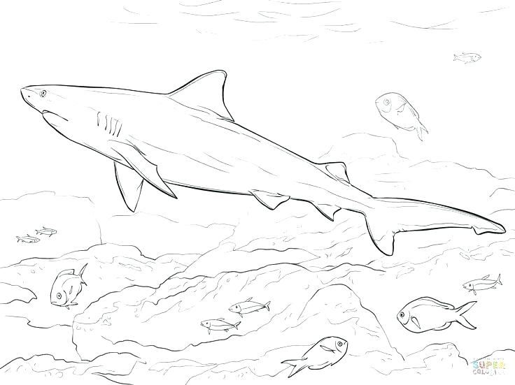 736x551 Sharks Coloring Pages Bull Shark Coloring Pages Realistic Bull