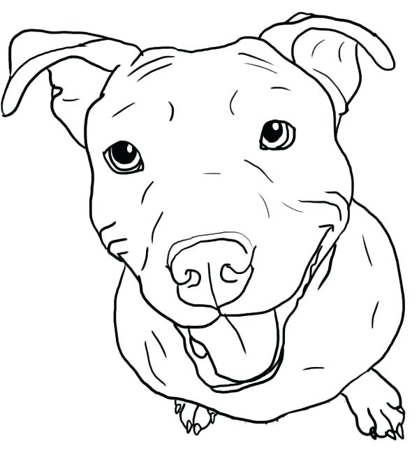 600x668 Pitbull Coloring Page Coloring Page Coloring Pages As Well As Free