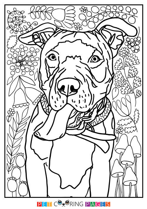 500x711 American Pit Bull Terrier Coloring Page Tank