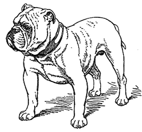 Bulldog Tattoo Coloring Pages Best Place To Color 600x559 Bulldog Tattoo Coloring Pages Best Place To Color