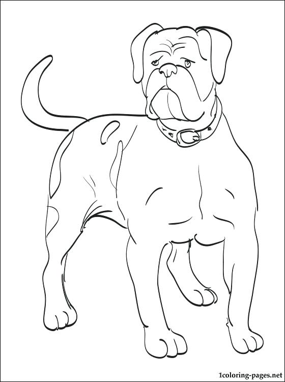 560x750 Bulldog Coloring Page French Bulldog Coloring Page English Bulldog