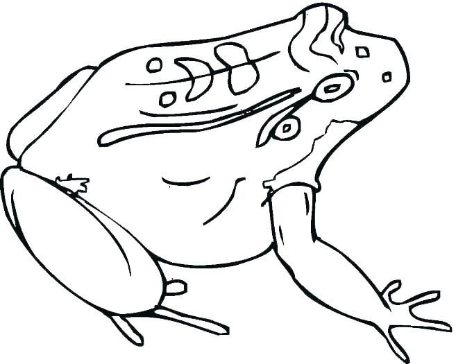 Coloring Pages Of Frogs Bullfrog Coloring Page Coloring Trend 657x525 Coloring Pages Of Frogs Bullfrog Coloring Page Coloring Trend