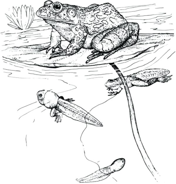 Tadpole Coloring Page Bullfrog Tadpoles And Bullfrog Inn The Pond 600x626 Tadpole Coloring Page Bullfrog Tadpoles And Bullfrog Inn The Pond