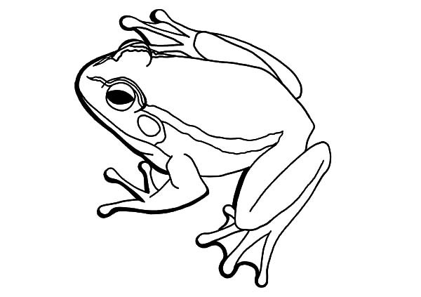 American Bullfrog Coloring Pages Best Place To Color 600x423 American Bullfrog Coloring Pages Best Place To Color