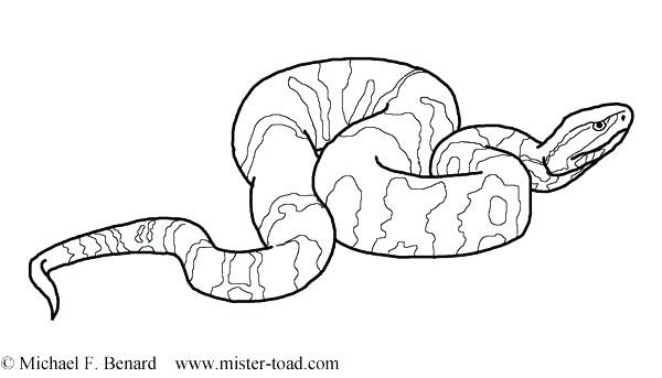 Boa Constrictor Coloring Page Bullfrog Coloring Page Cottonmouth 600x343 Boa Constrictor Coloring Page Bullfrog Coloring Page Cottonmouth